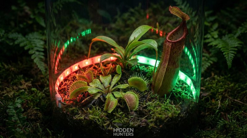 抖阴植物视频-食虫植物微距视频拍摄